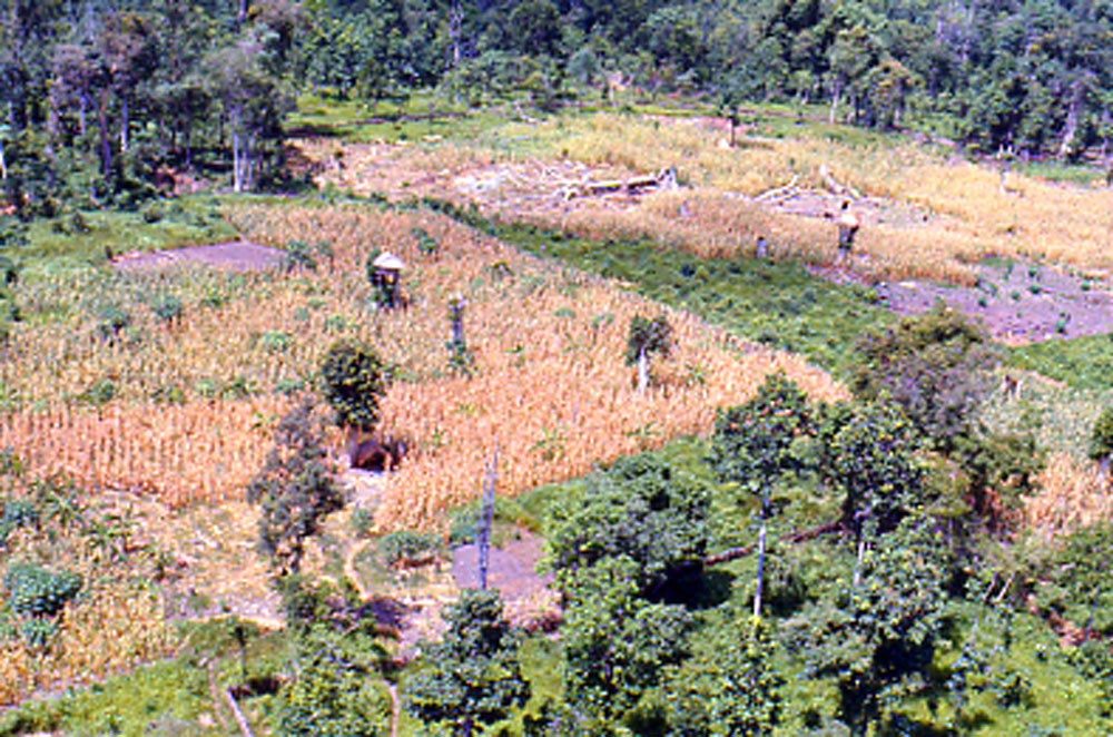 Tree Houses at bottom of pass